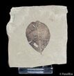 Beautifully Detailed Fossil Legume Leaf From Utah #3102-1